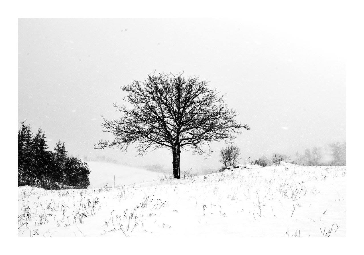 neve 2017